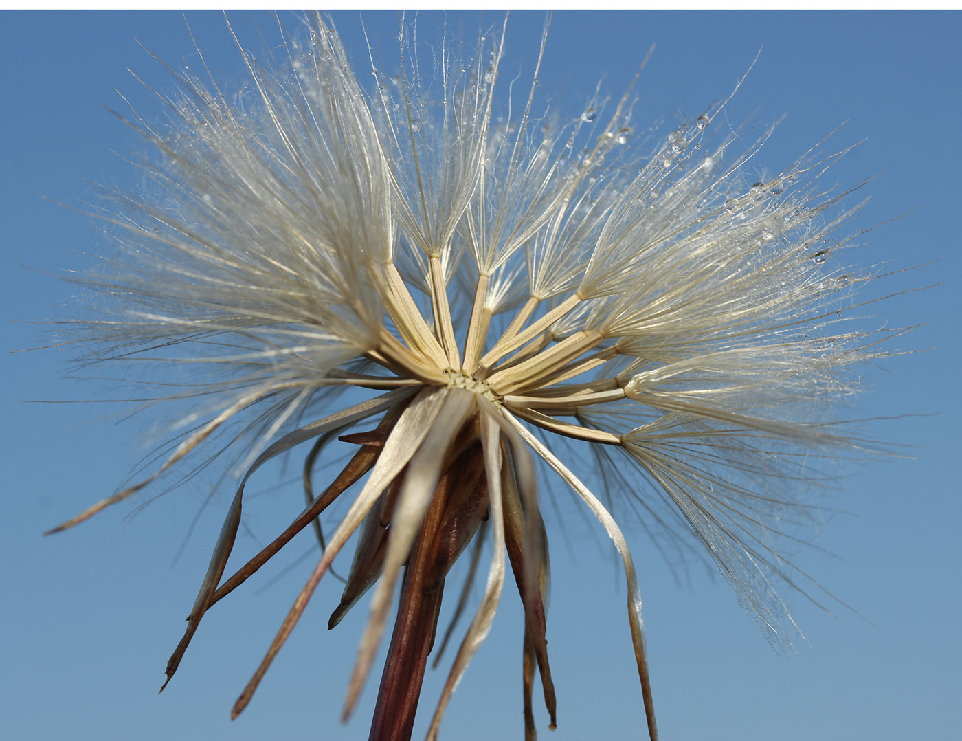 Image of Scorzonera parviflora specimen.