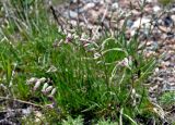 Silene graminifolia