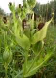 Смотреть изображение Cirsium oleraceum