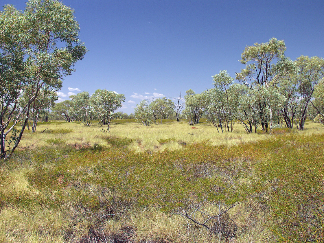 Image of genus Acacia specimen.