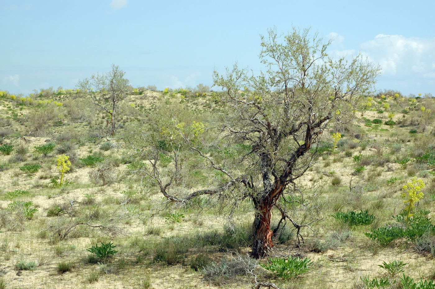 Image of Calligonum eriopodum specimen.