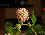 Trifolium hybridum. Верхушка цветущего растения. Калужская обл., Боровский р-н, окр. дер. Чёлохово, высота 200 м н.у.м, сенокосный луг на старой залежи. 2 июля 2020 г.