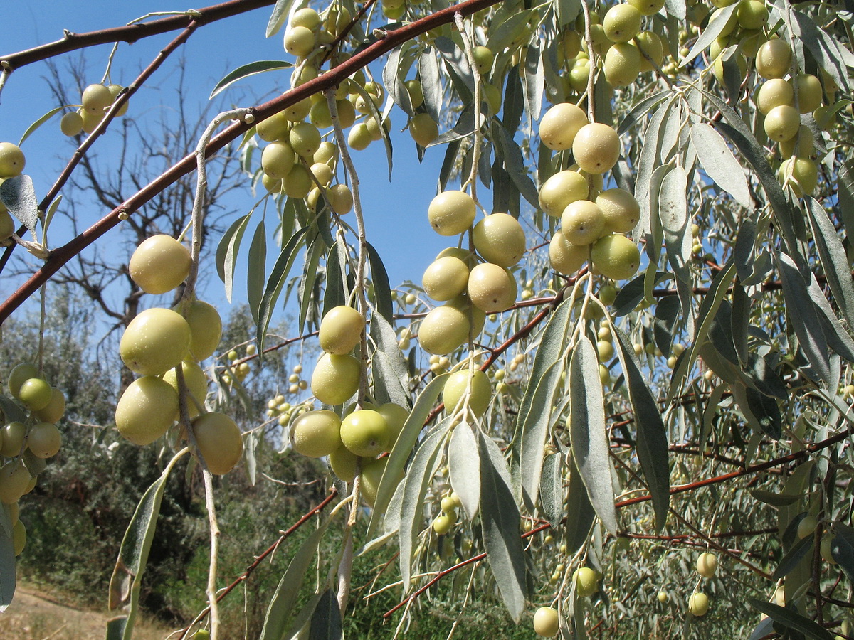 Image of Elaeagnus oxycarpa specimen.