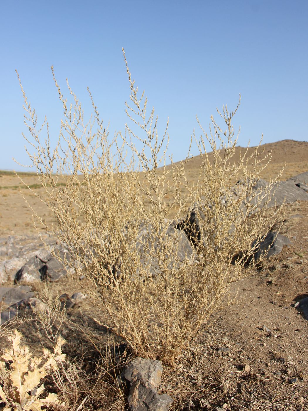 Image of Artemisia leucodes specimen.