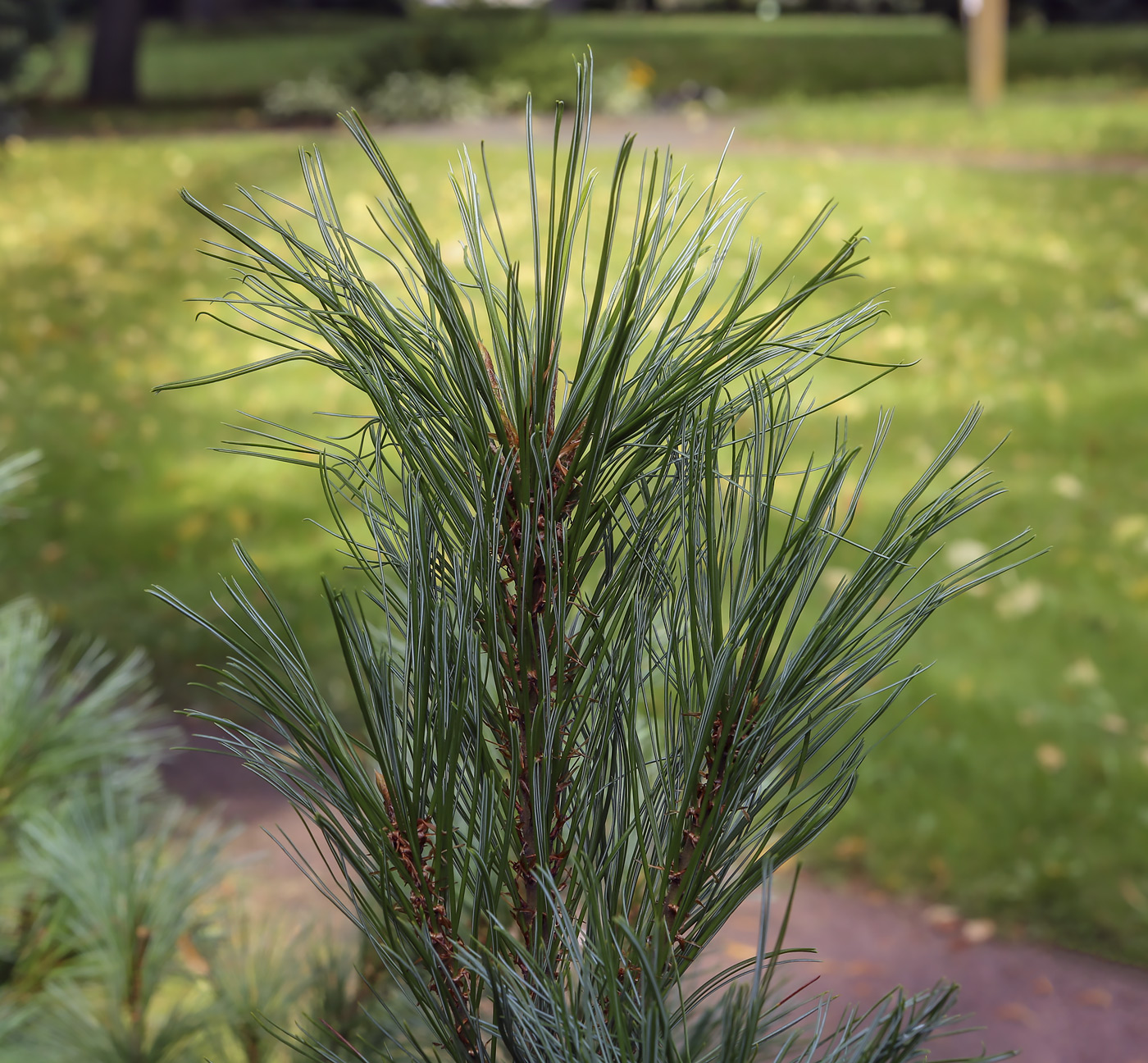 Изображение особи Pinus pumila.