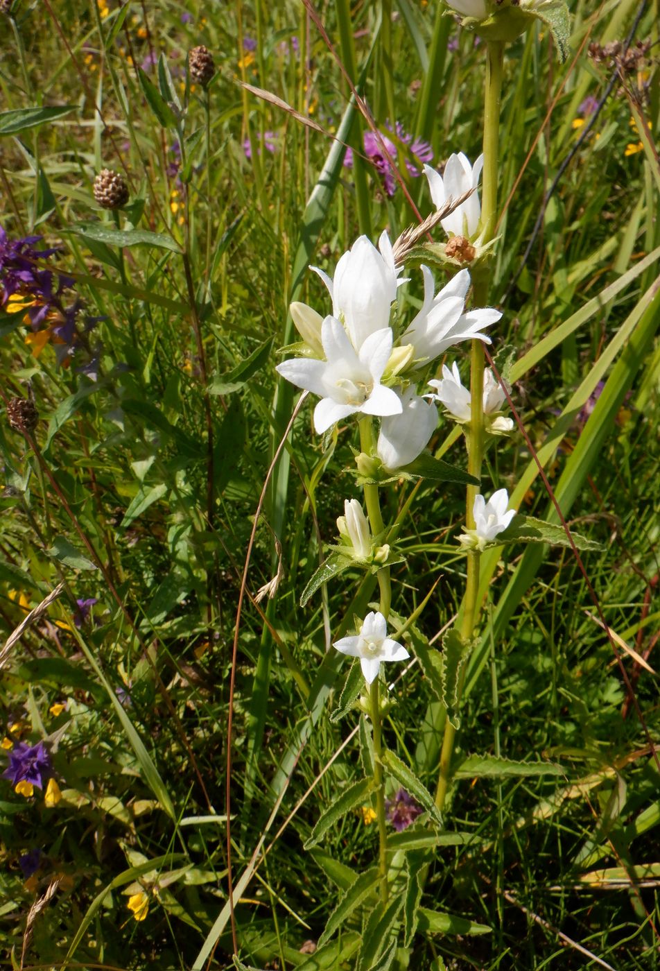 Изображение особи Campanula glomerata.