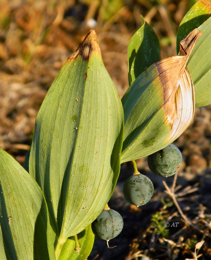 Image of Polygonatum odoratum specimen.