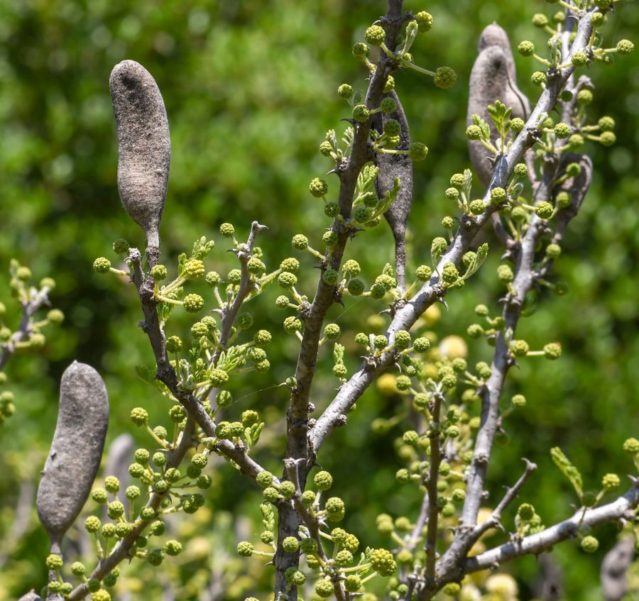 Image of Vachellia hebeclada specimen.