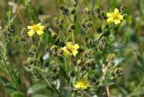 Potentilla recta