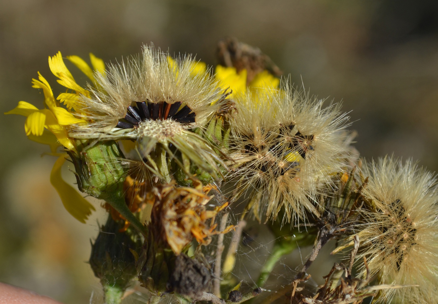 Image of Hieracium umbellatum specimen.