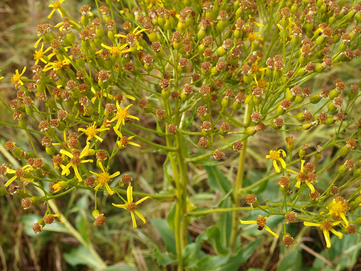 Изображение особи Senecio schwetzowii.