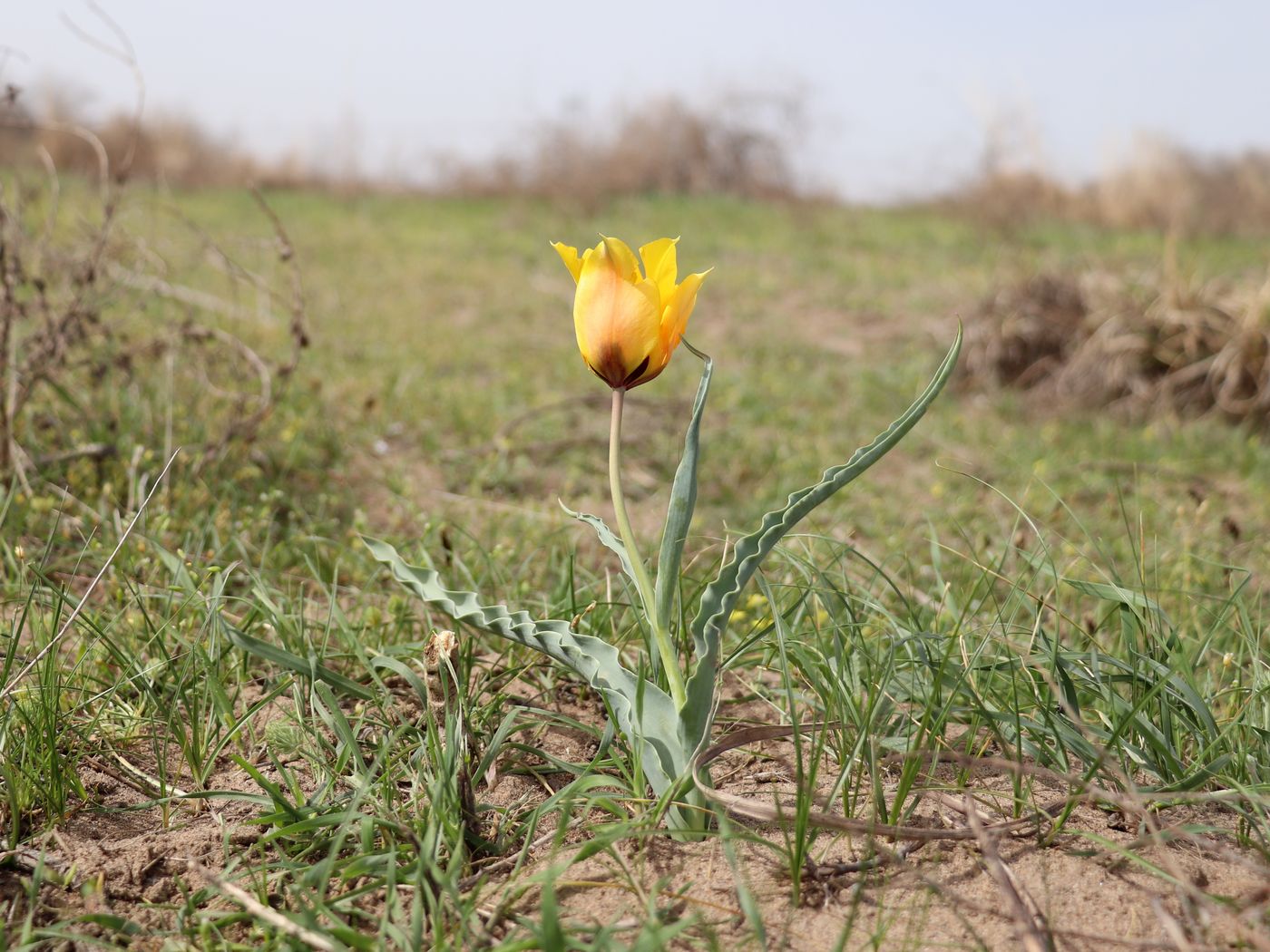 Image of Tulipa borszczowii specimen.