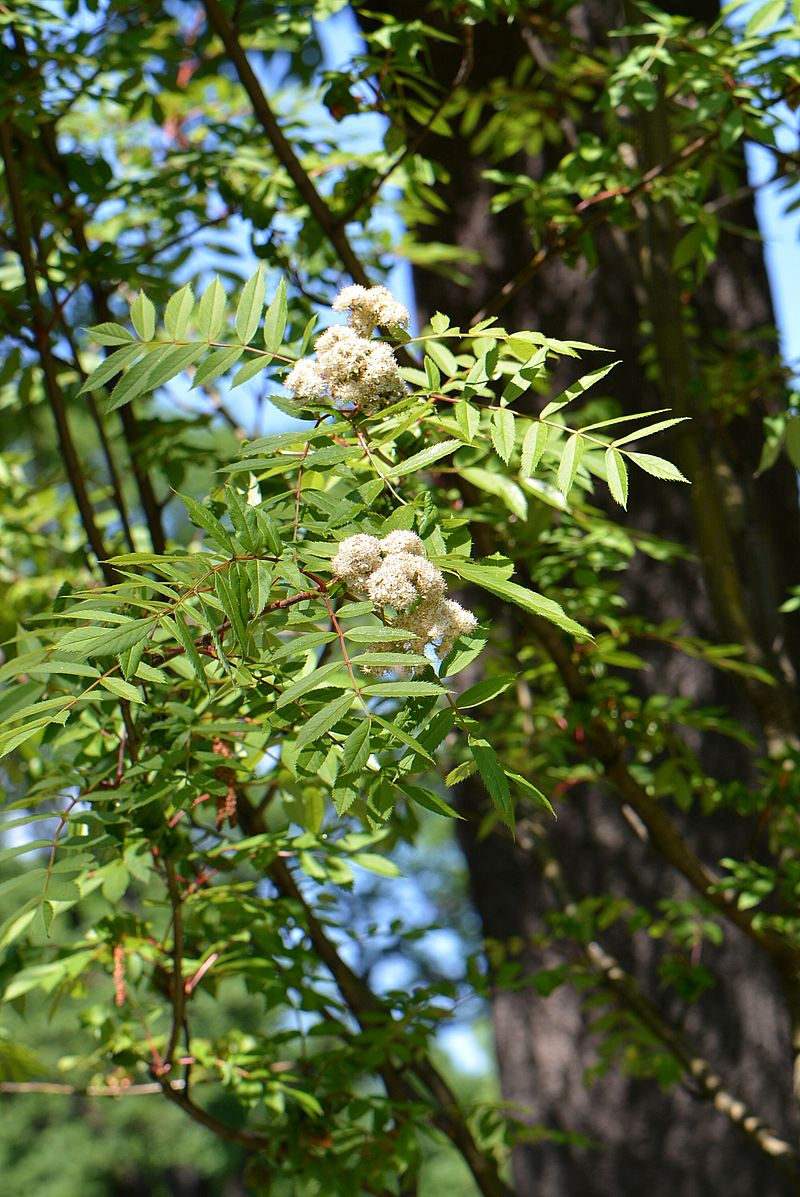 Изображение особи Sorbus commixta.