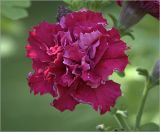 Petunia × hybrida