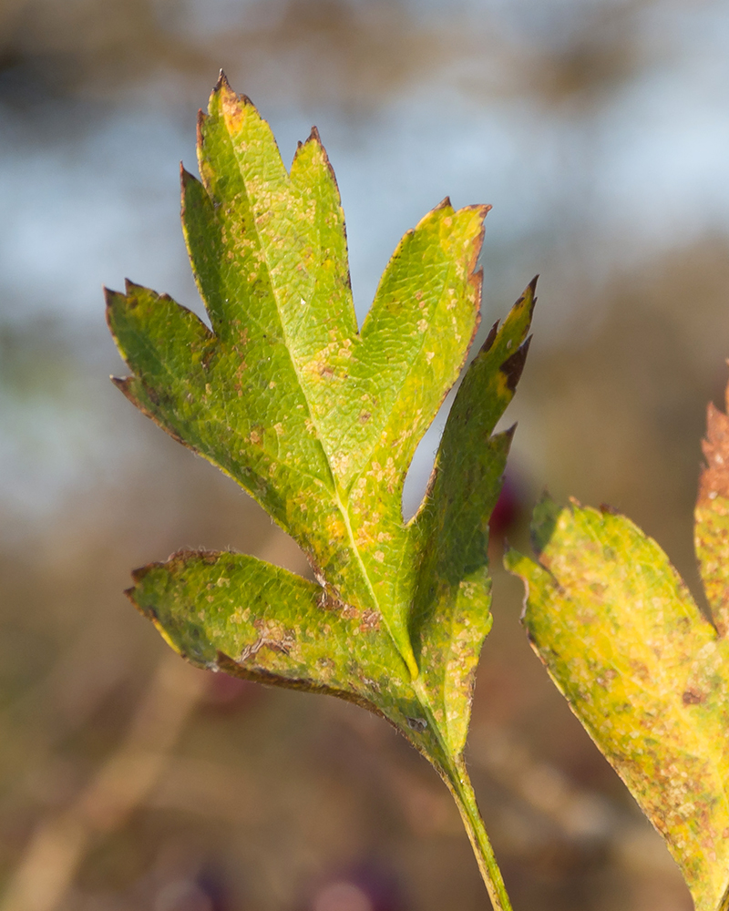 Image of genus Crataegus specimen.