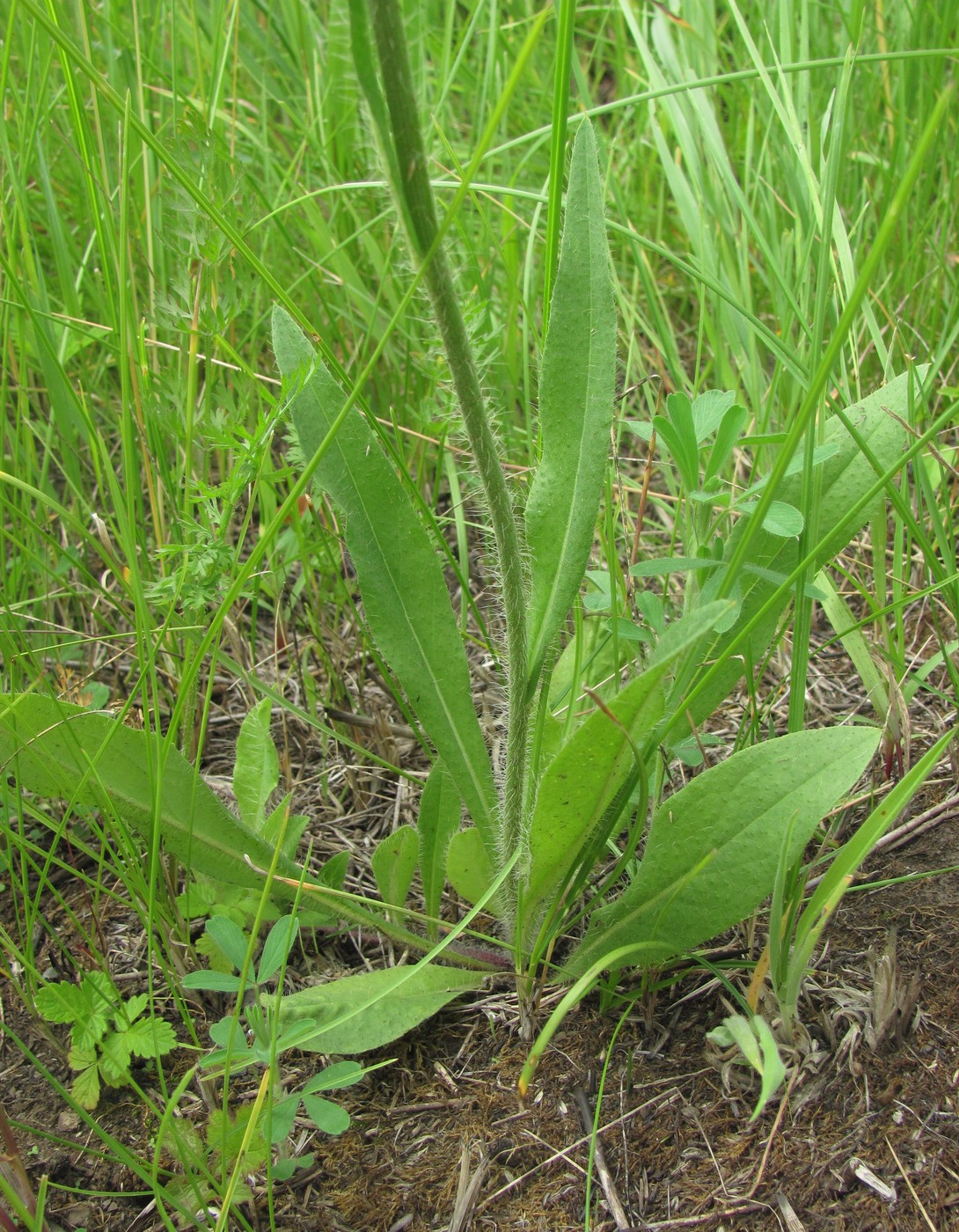 Image of Pilosella &times; auriculoides specimen.