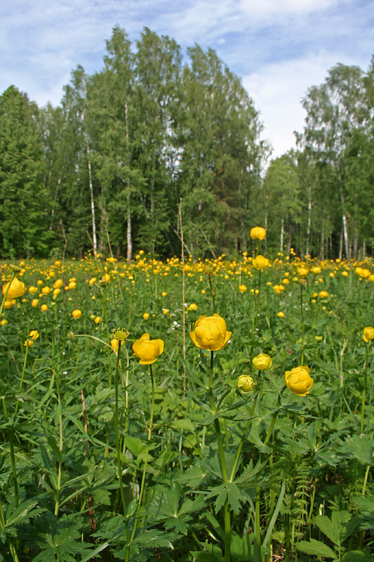 Image of Trollius europaeus specimen.