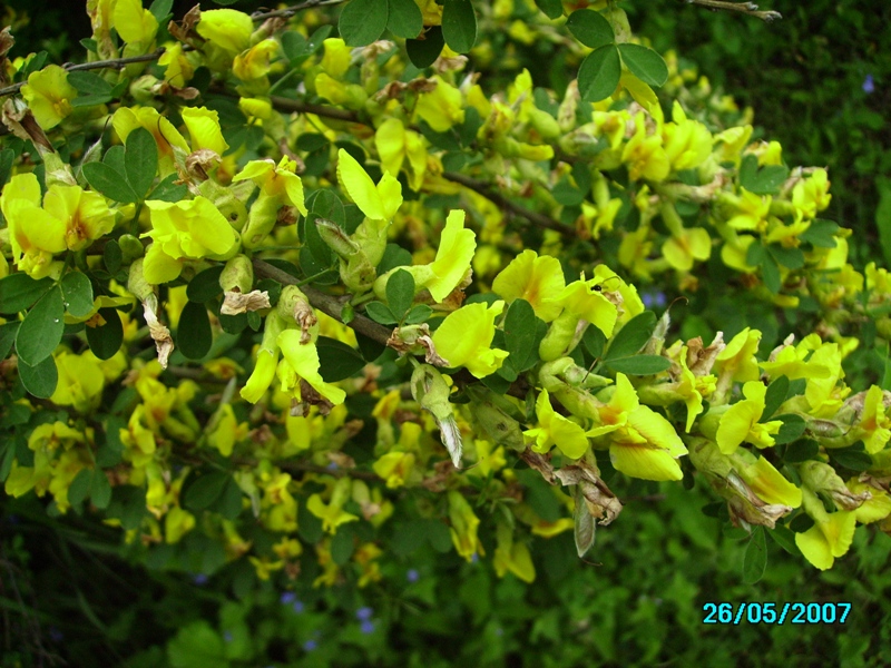 Изображение особи Chamaecytisus ruthenicus.