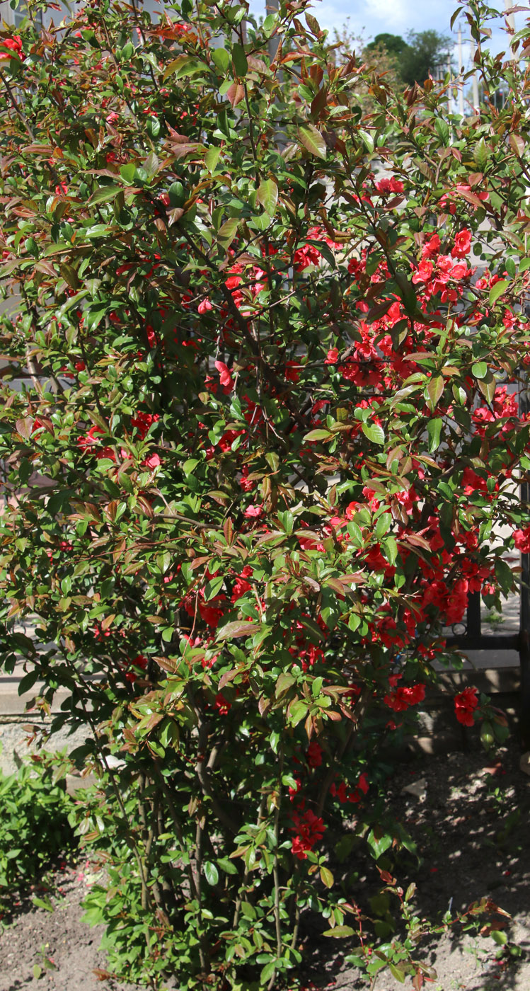 Изображение особи Chaenomeles speciosa.