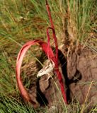 Tulipa saxatilis