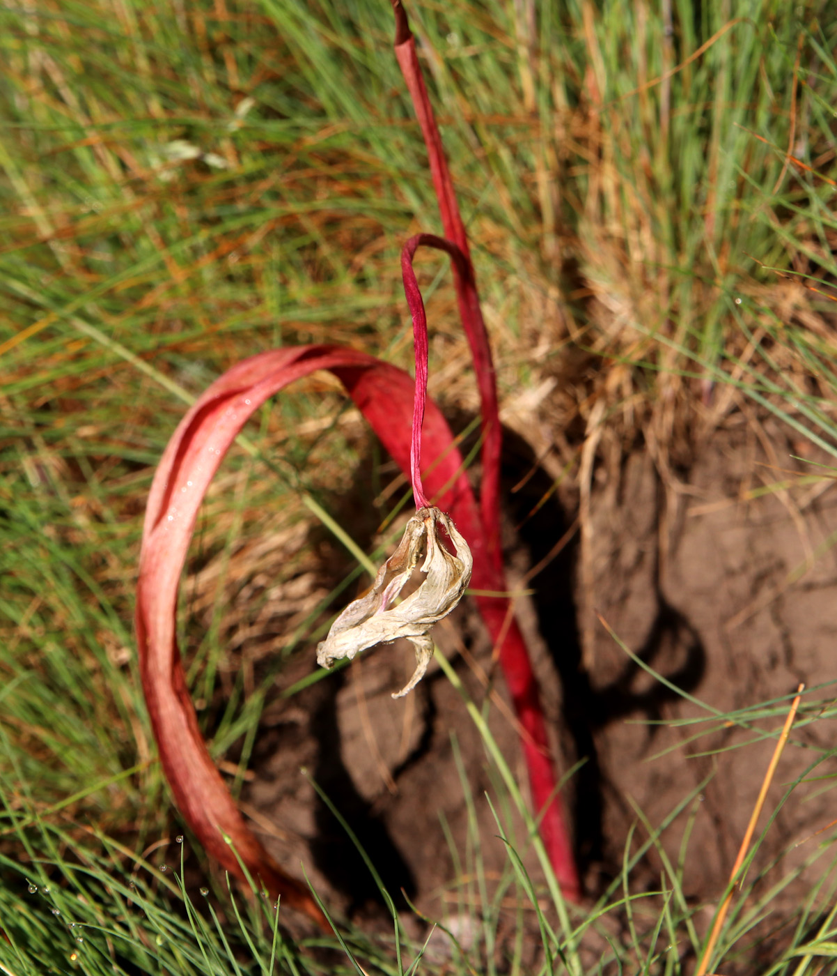 Image of Tulipa saxatilis specimen.