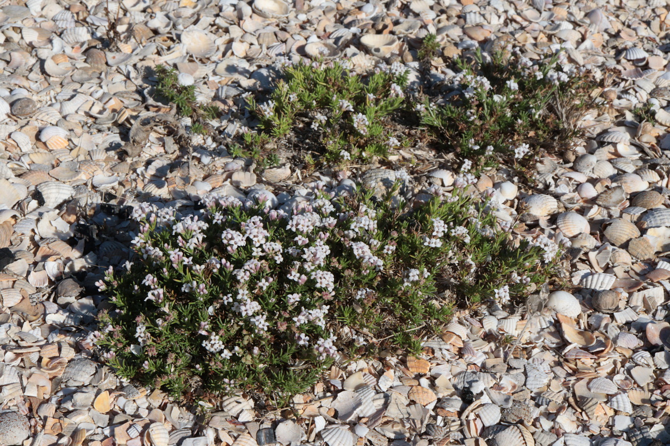 Изображение особи Asperula cimmerica.