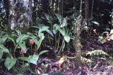 Scadoxus cyrtanthiflorus. Цветущее растение. Уганда, горы Рувензори, высота 2000 м н.у.м., дождевой лес. 29.01.2005.