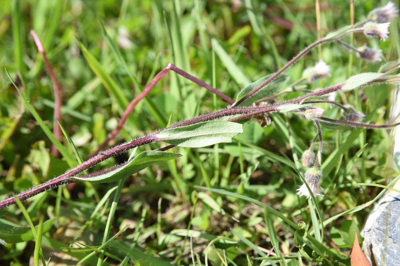 Image of Erigeron acris specimen.