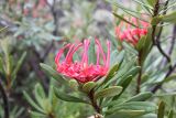 Telopea truncata. Соцветие и листья. Австралия, штат Тасмания, национальный парк \"Mount Field\". 25.12.2010.