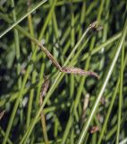 genus Eleocharis. Верхушка плодоносящего побега. Ханты-Мансийский автономный округ — Югра, Октябрьский р-н, сельское поселение Курымкары, окр. пос. Горнореченск, правый берег р. Обь. 03.09.2022.