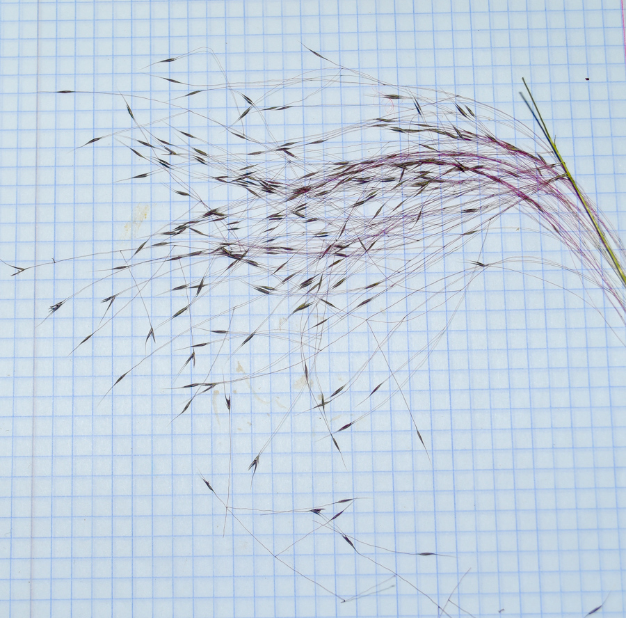 Image of Muhlenbergia ciliata specimen.