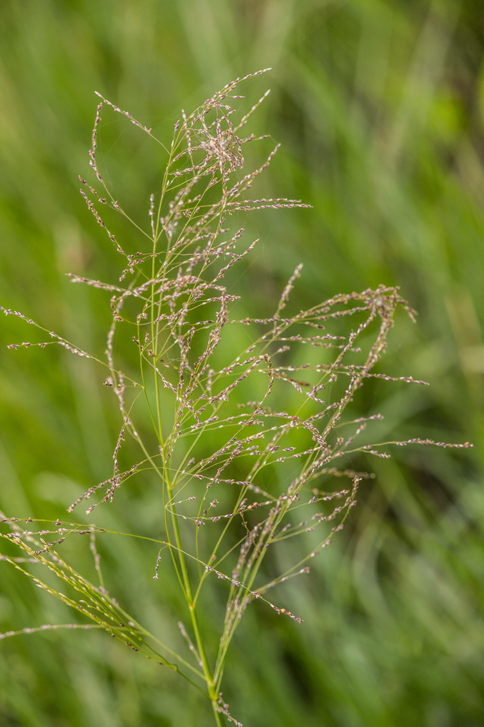 Изображение особи семейство Poaceae.