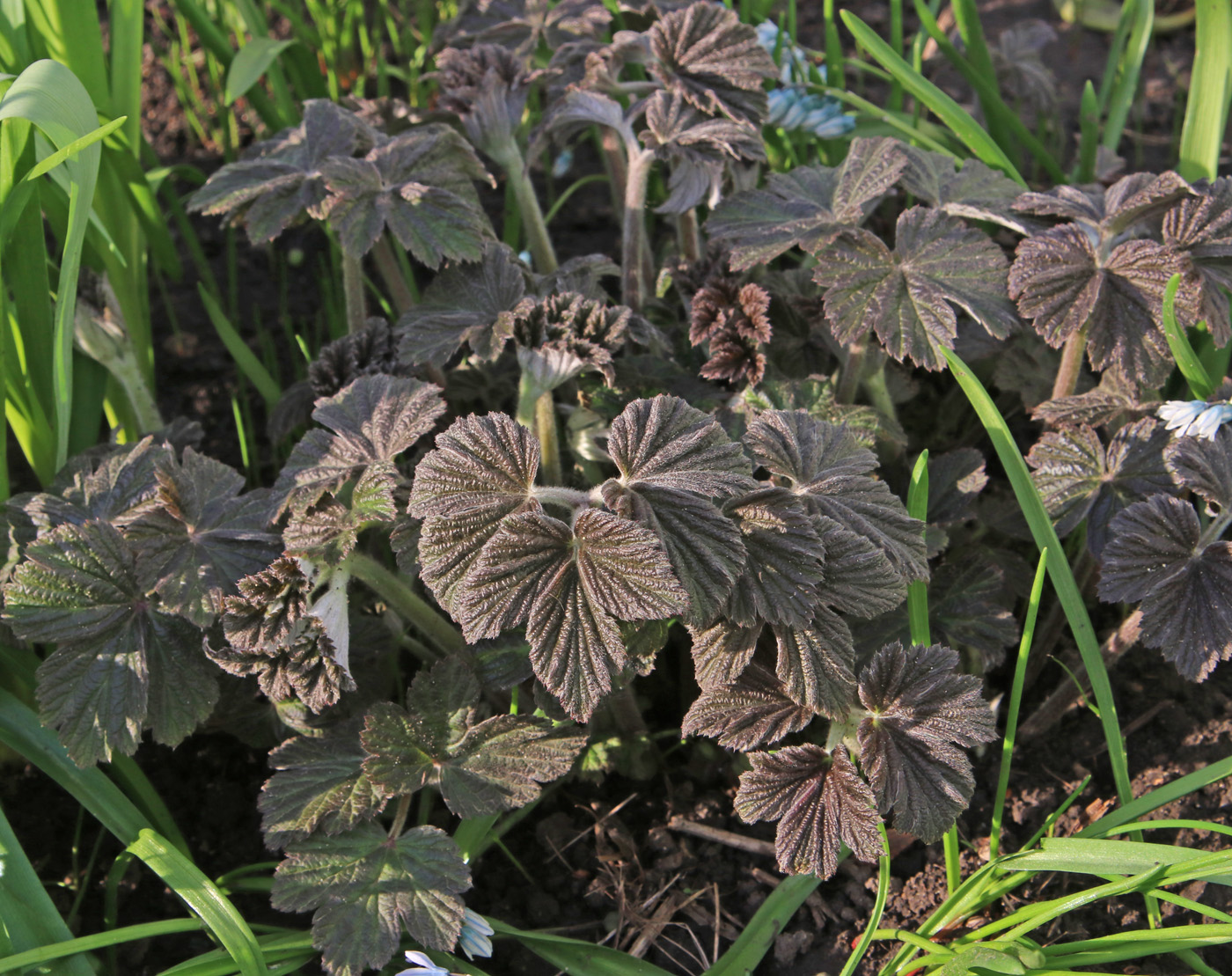 Image of Anemone hupehensis specimen.