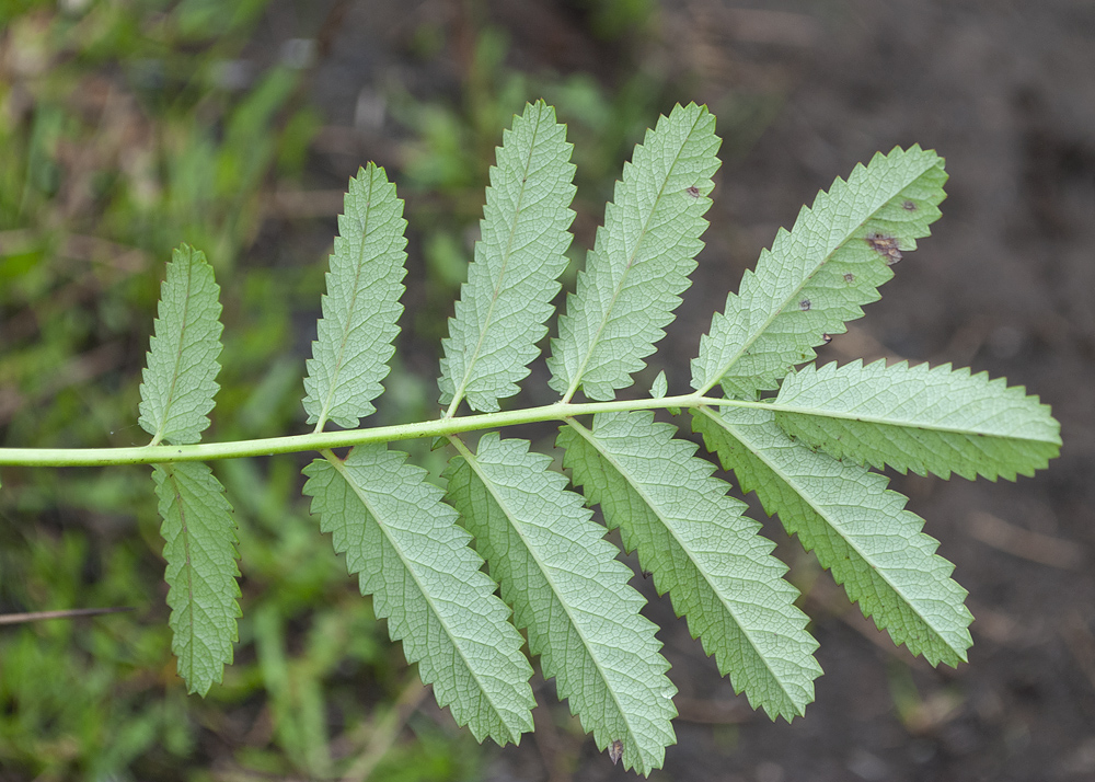 Image of Sanguisorba tenuifolia specimen.