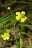 Ranunculus flammula