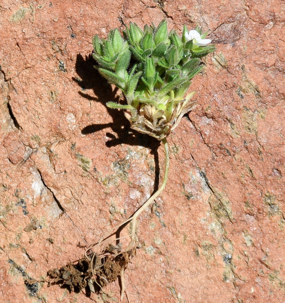 Image of Arenaria saponarioides specimen.