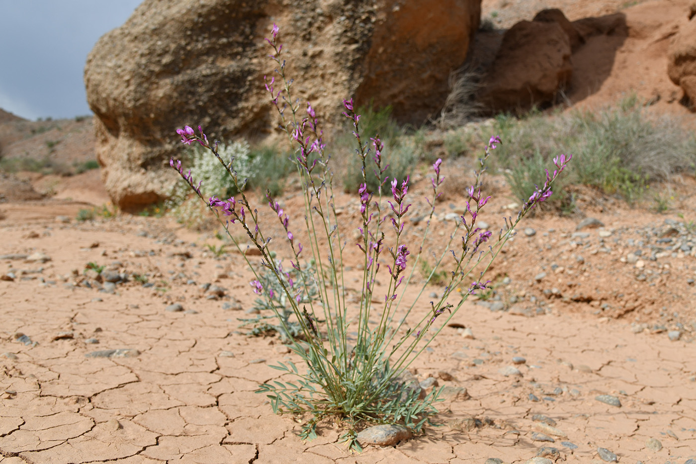 Image of Astragalus intarrensis specimen.