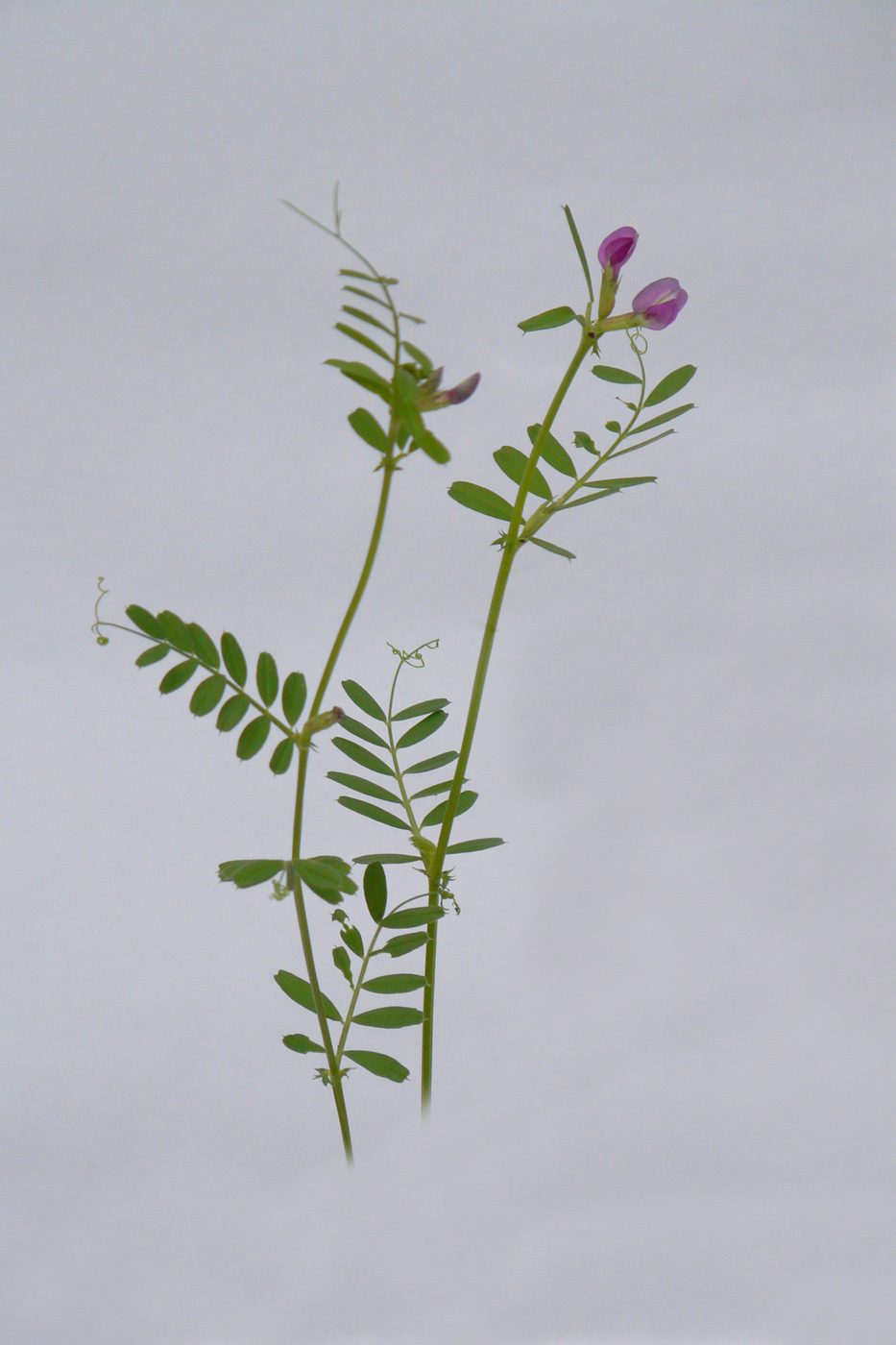 Image of Vicia angustifolia specimen.