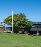 род Erythrina. Цветущее растение. Чили, обл. Valparaiso, провинция Isla de Pascua, юго-западная часть острова, церемониальная деревня Orongo. 17.03.2023.