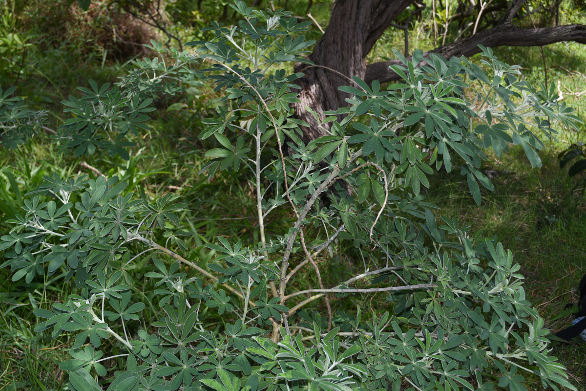 Image of Crotalaria grahamiana specimen.