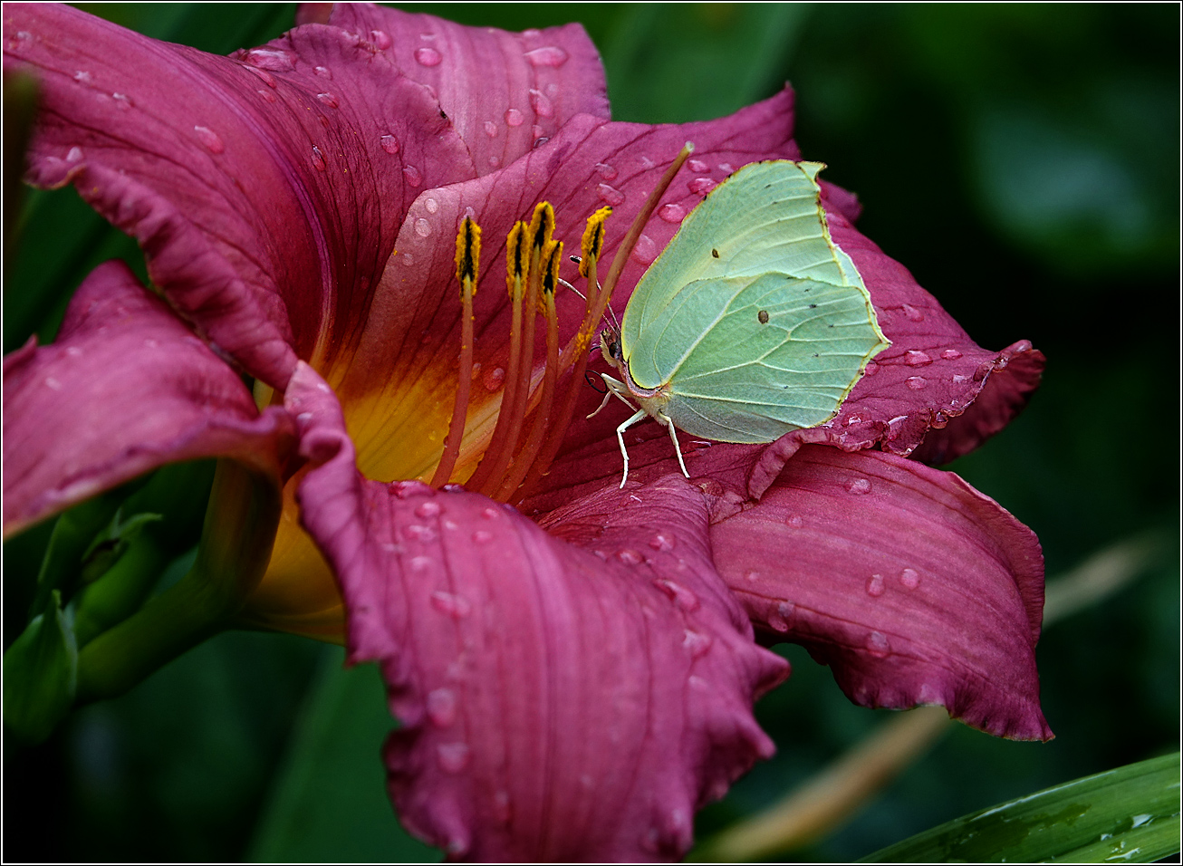 Image of Hemerocallis &times; hybrida specimen.