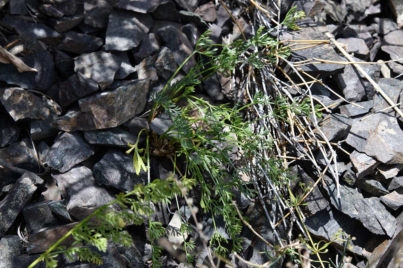 Image of familia Apiaceae specimen.