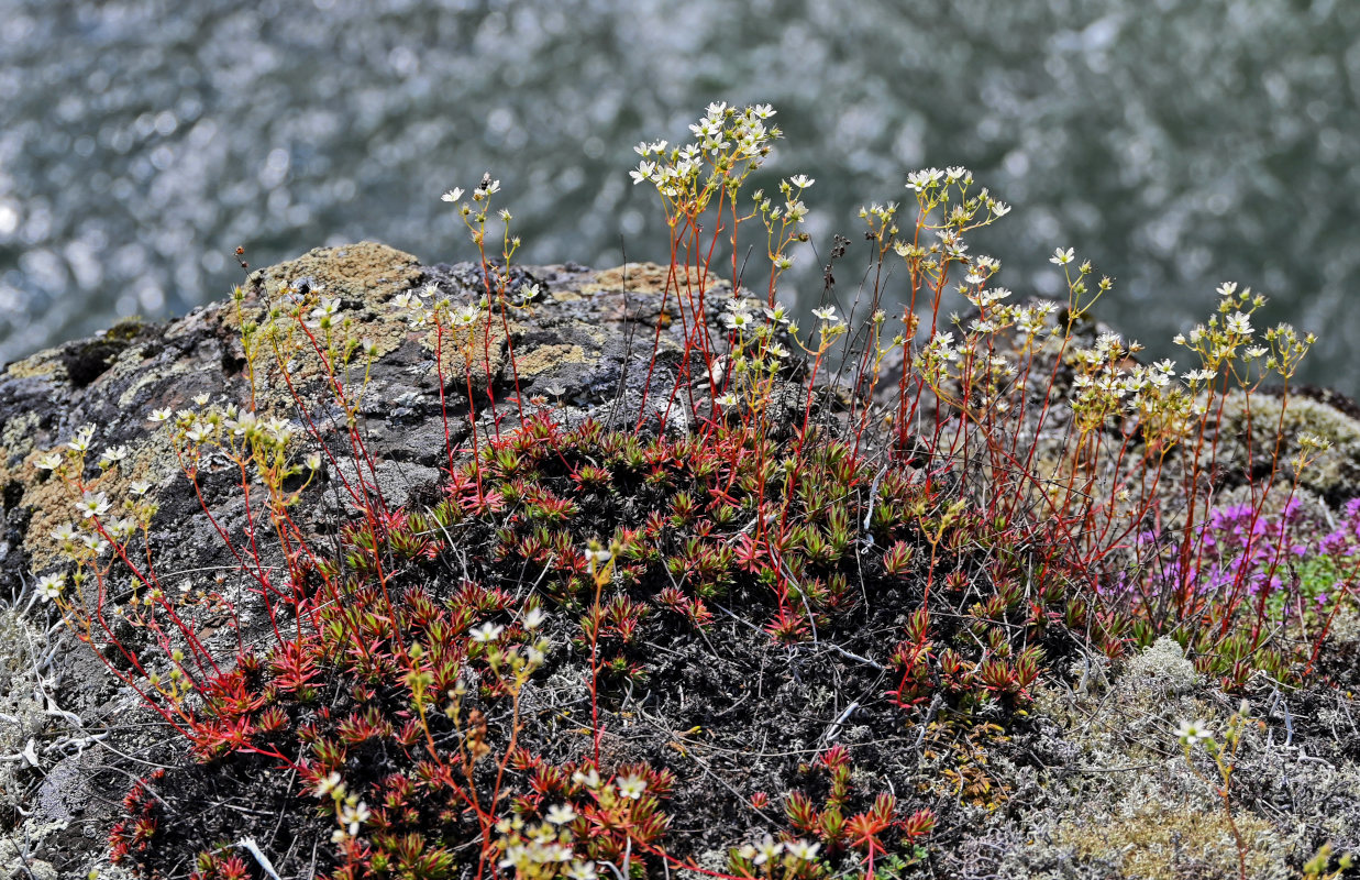 Изображение особи Saxifraga spinulosa.