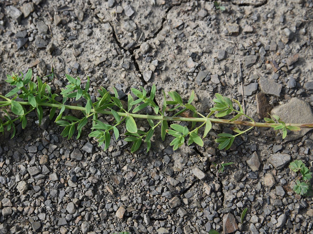 Image of Hypericum perforatum specimen.