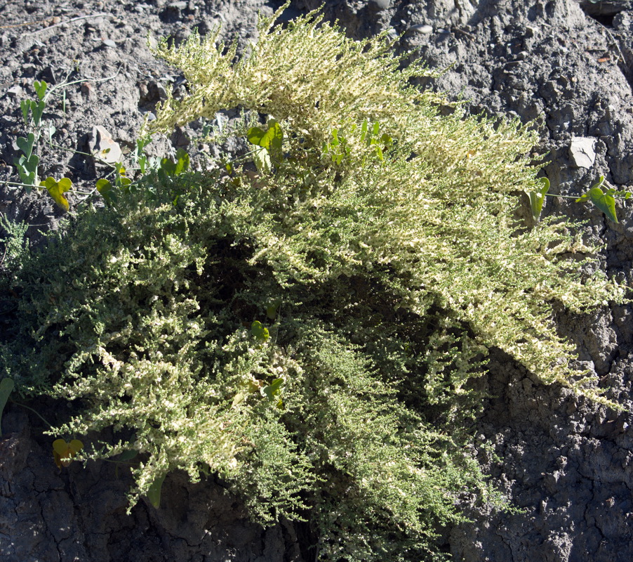 Изображение особи Salsola dendroides.