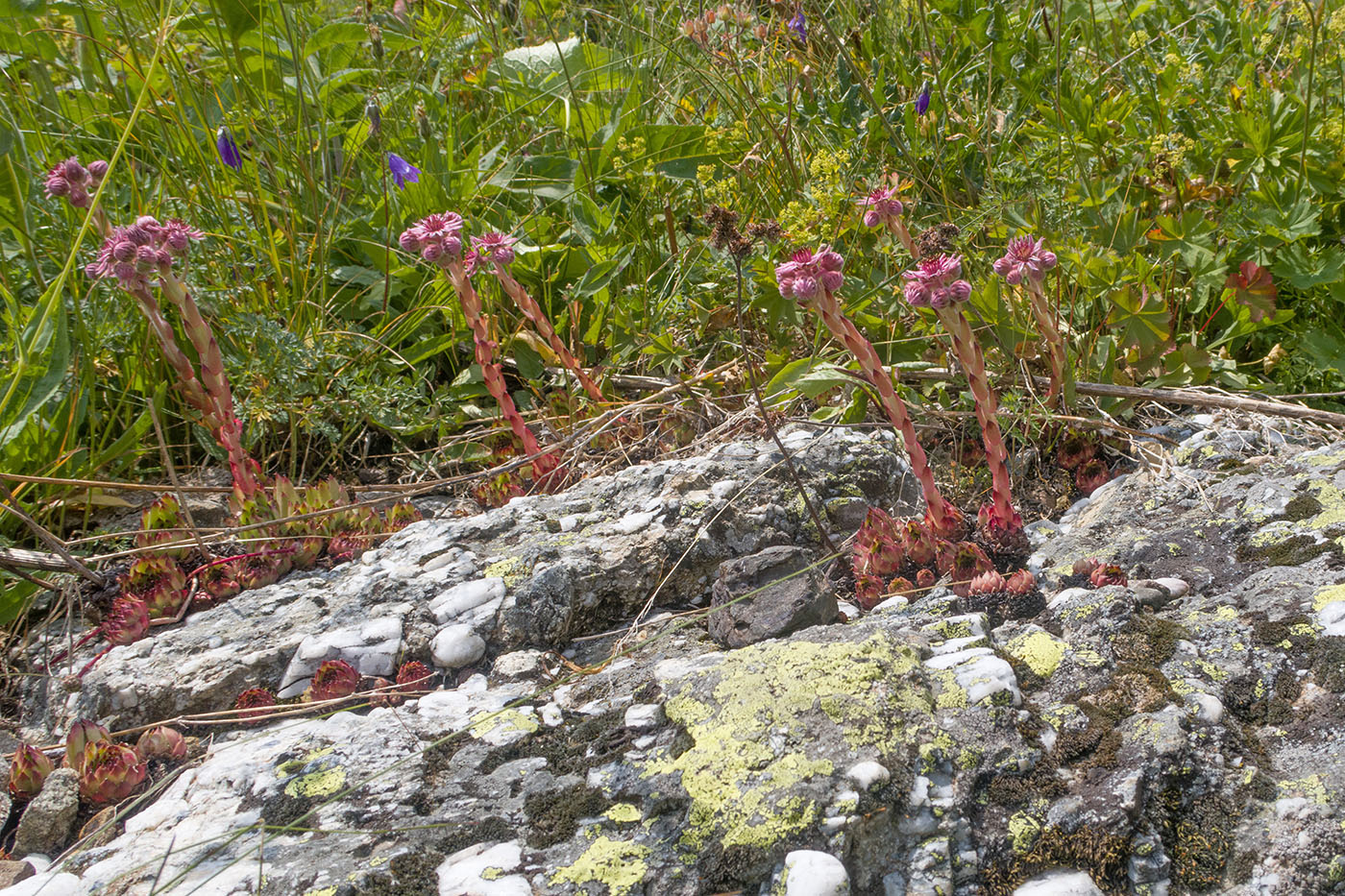 Изображение особи Sempervivum pumilum.