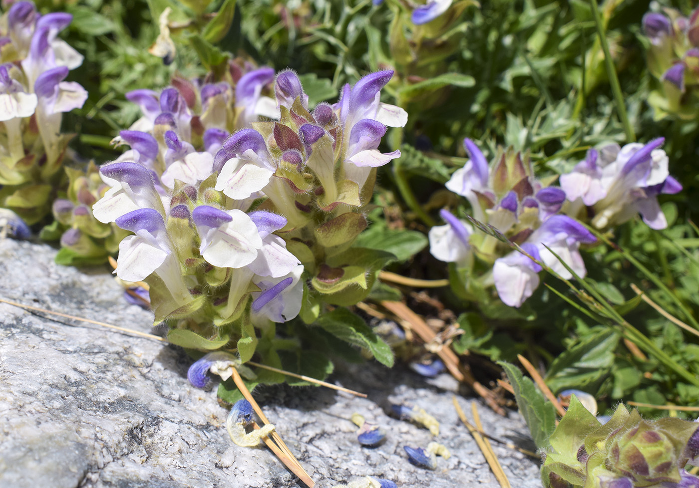 Изображение особи Scutellaria alpina.