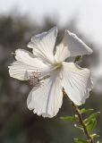 Hibiscus rosa-sinensis