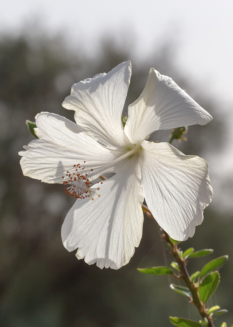 Hibiscus rosa-sinensis - Изображение особи - Плантариум