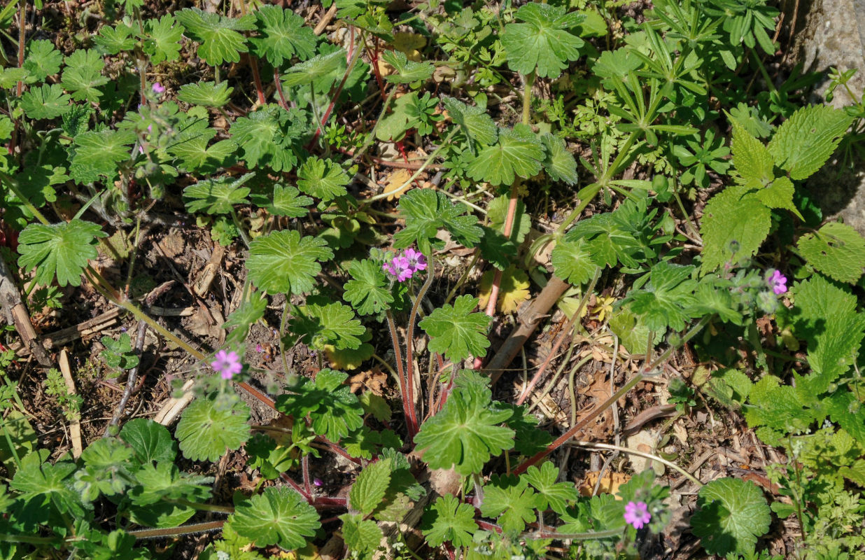 Image of Geranium molle specimen.